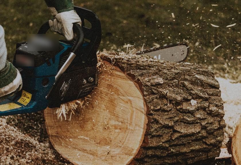 Saw cutting a round off a log on the ground