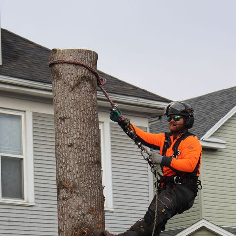 Climber spiked onto a bare trunk next to a two-story house