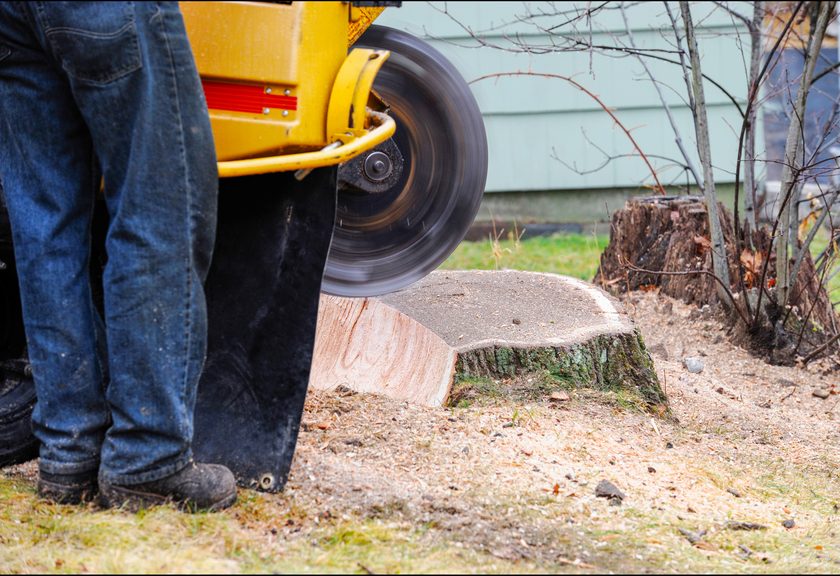 Stump grinder wheel spinning beside a cut stump in a yard