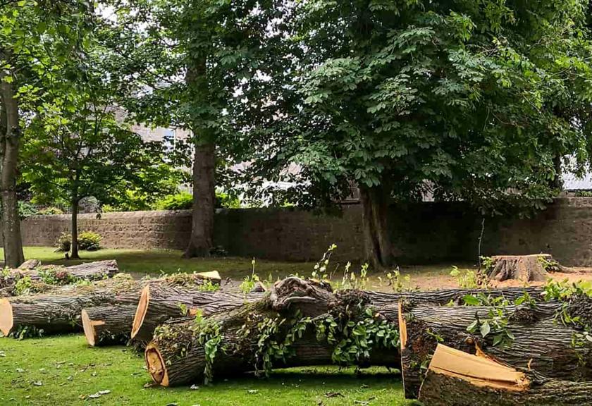 Trunk cut into lengths and laid out on the grass