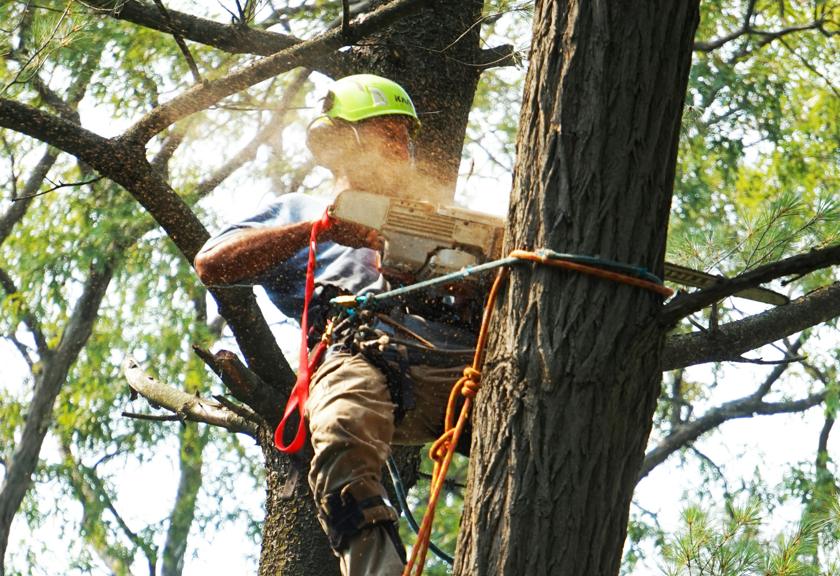Climber sawing through a trunk high in a pine